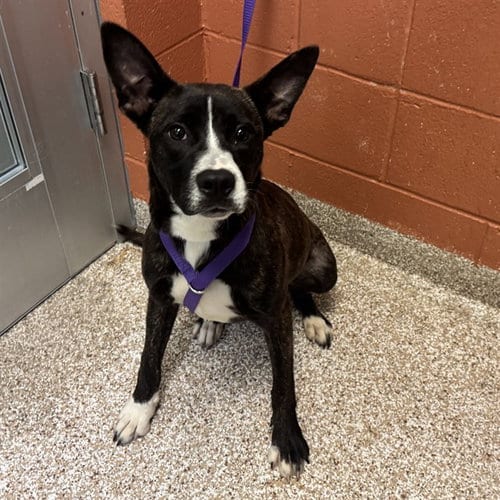 Photo of Harley, adoptable Border Collie in Pueblo, Colorado