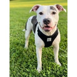 Photo of Heidi, adoptable American Pit Bull Terrier in Texas City, Texas