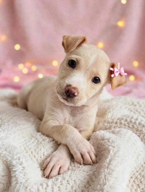 Photo of Junebug, adoptable American Staffordshire Terrier in Newark, Delaware