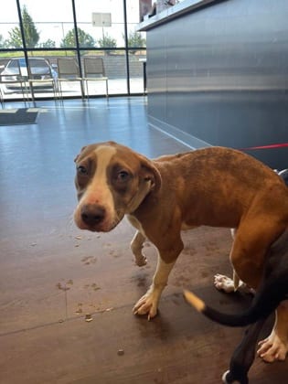 Photo of DeeDee, adoptable dog in Atlanta, Georgia