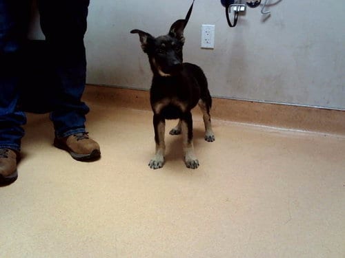 Photo of Koya, adoptable German Shepherd Dog in Martinez, California