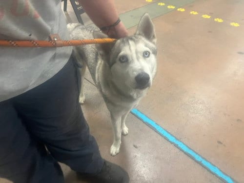 Photo of Sewey, adoptable Siberian Husky in Van Nuys, California