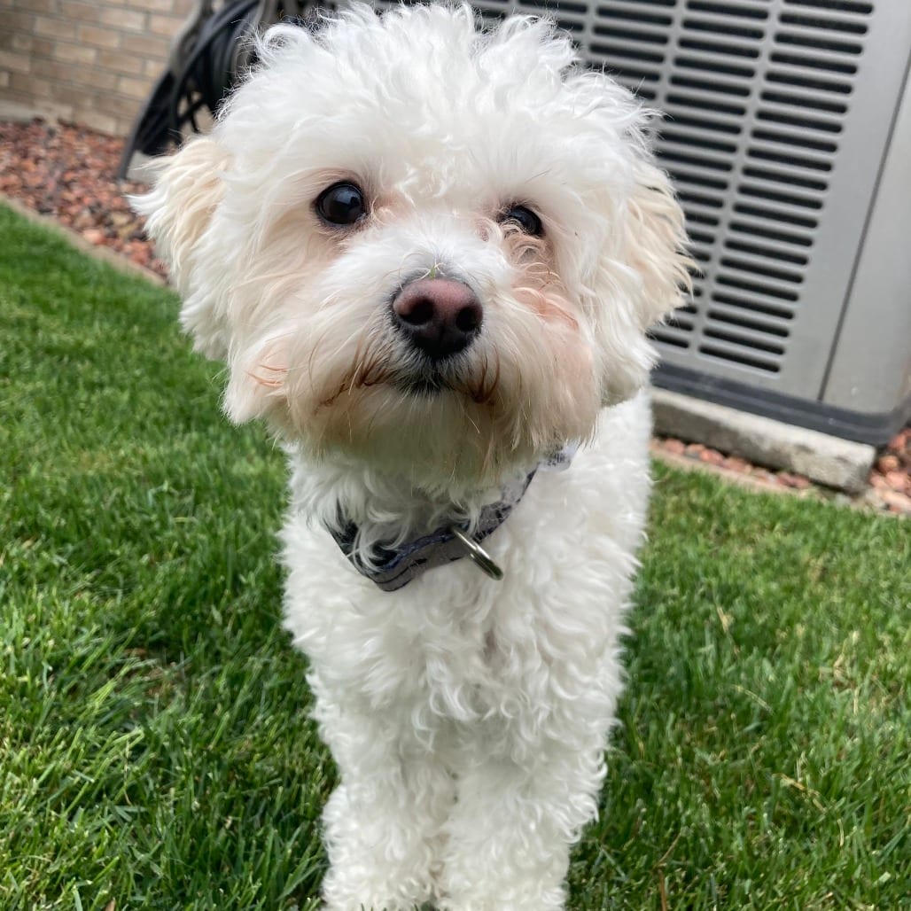 Photo of Loki, adoptable Maltese in South Elgin, Illinois