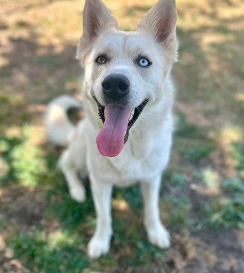 Photo of Daisy, adoptable Siberian Husky in Riverside, California