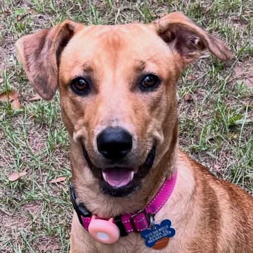 Photo of Max, adoptable Labrador Retriever in Canton, Connecticut