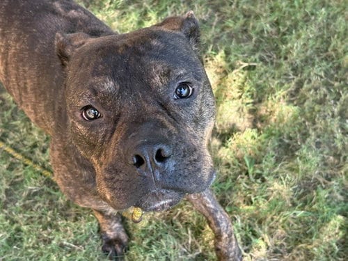 Photo of Argo, adoptable Pit Bull Terrier in Tulsa, Oklahoma