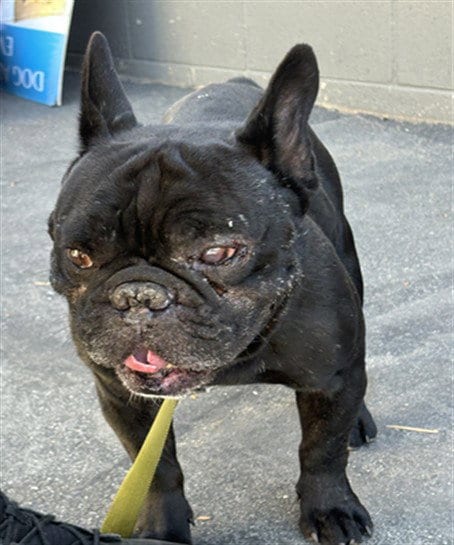 Photo of Sixth, adoptable French Bulldog in Los Angeles, California