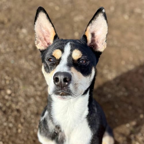 Photo of Bennie, adoptable Terrier in Yreka, California