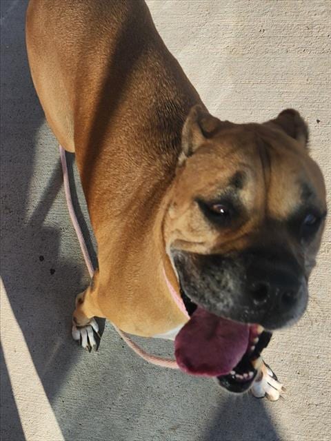 Photo of Bobbi, adoptable Boxer in Pueblo, Colorado