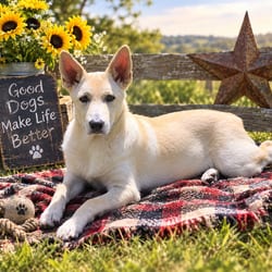 Photo of Cola Bear DD, adoptable Shepherd (Unknown Type) Labrador Retriever in Hartford, Connecticut