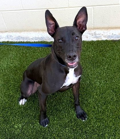 Photo of Dash, adoptable dog in Bakersfield, California