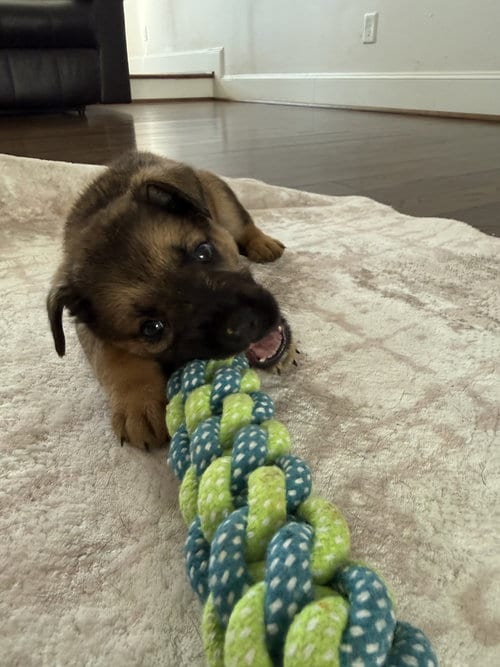 Photo of Thunder Pup, adoptable German Shepherd Dog in The Woodlands, Texas