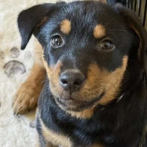 Photo of Eureka Pup - Taggart, adoptable Wirehaired Fox Terrier in San Diego, California