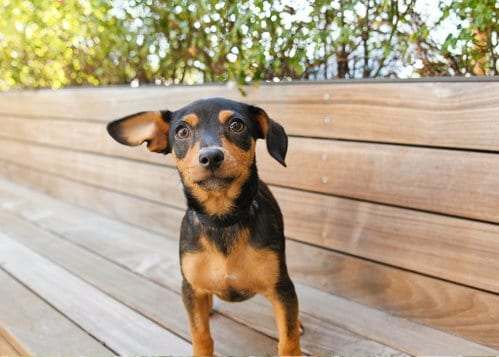 Photo of Cremini, adoptable Miniature Pinscher in Sandy, Utah