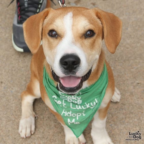 Photo of Pound Cake, adoptable Labrador Retriever in Washington, District of Columbia