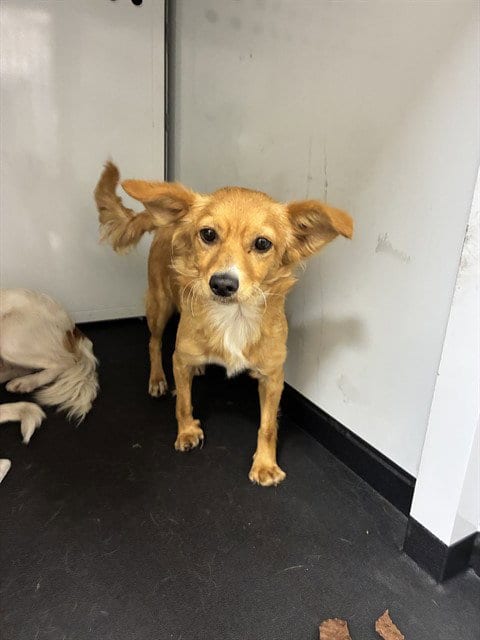 Photo of Tia, adoptable Chihuahua in San Jose, California