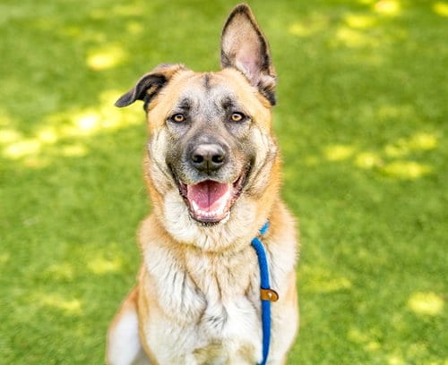 Photo of Lulu, adoptable German Shepherd Dog in San Jose, California