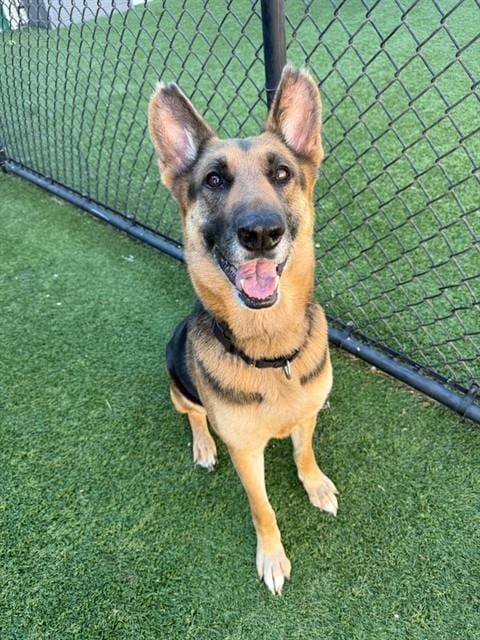 Photo of Honey, adoptable German Shepherd Dog in Dallas, Texas