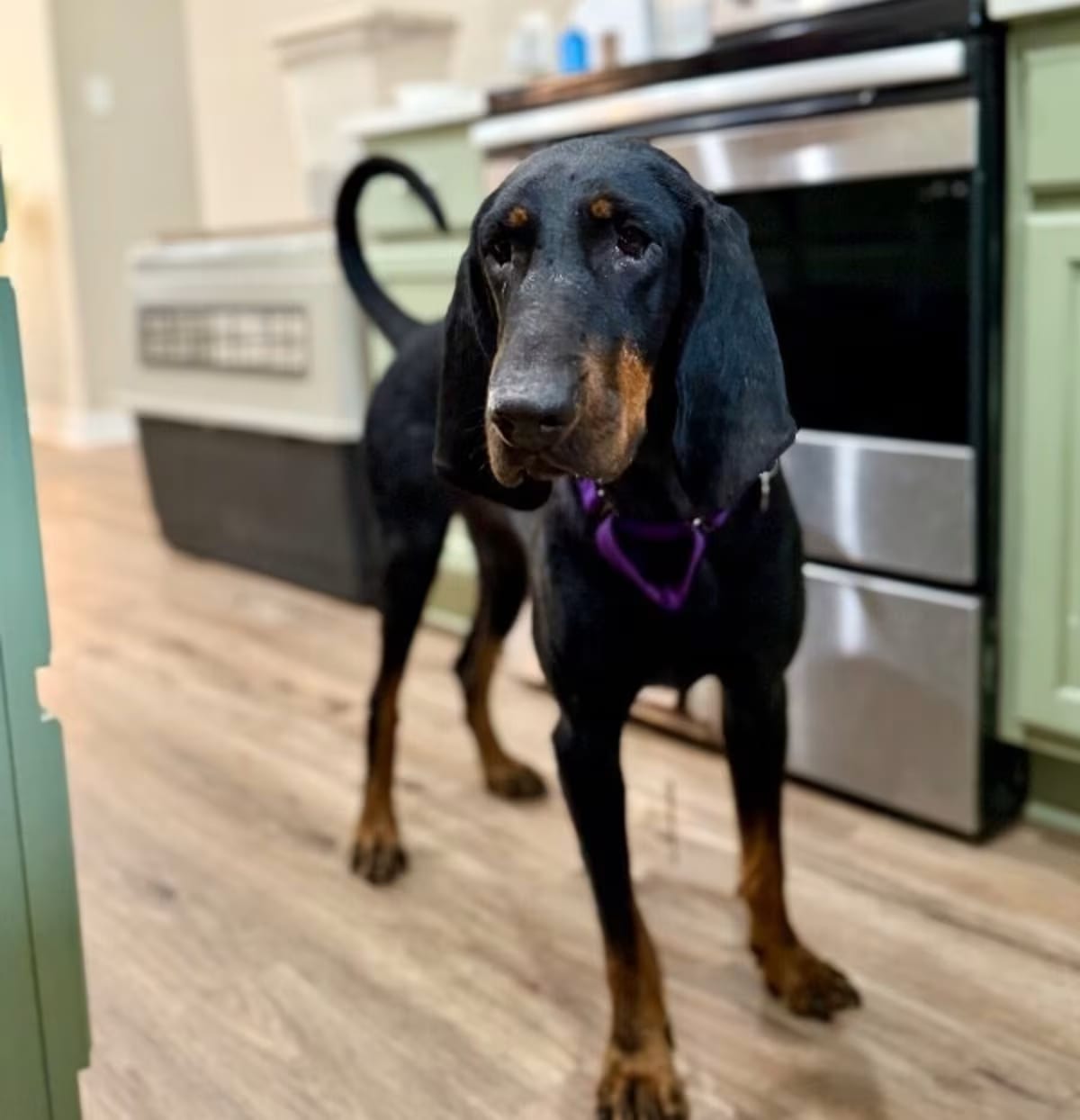 Photo of Dolly Parton, adoptable Black and Tan Coonhound in Hartford, Connecticut