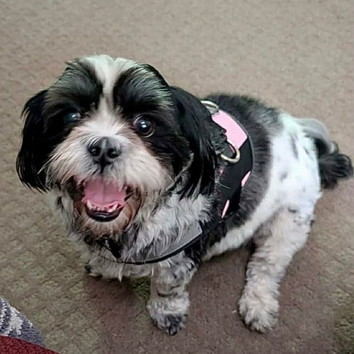 Photo of Daisy May, adoptable Shih Tzu in Spring Lake, North Carolina