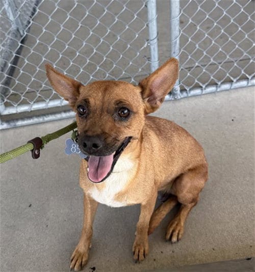 Photo of Abispa, adoptable Chihuahua in Bakersfield, California