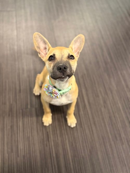 Photo of Boba, adoptable German Shepherd Dog in Phoenix, Arizona