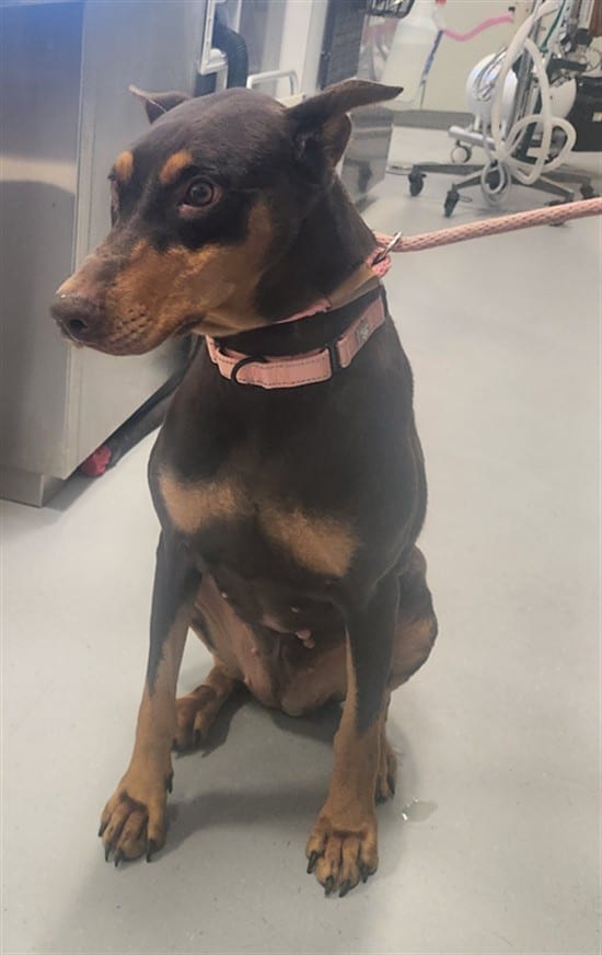 Photo of Senior Mixed Breed, adoptable Mixed Breed in Santa Fe, New Mexico