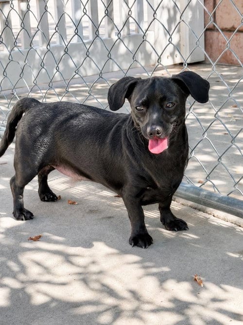 Photo of Inky, adoptable Dachshund in La Verne, California
