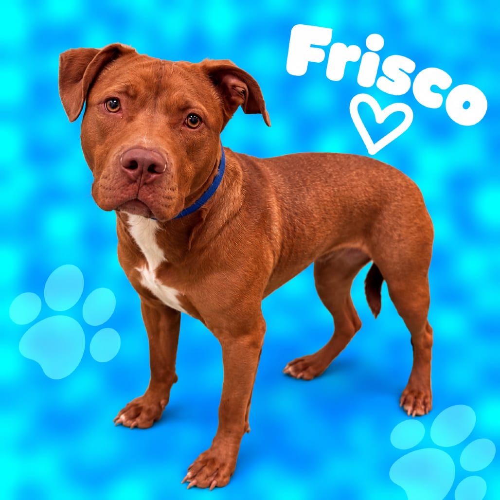 Photo of Frisco, adoptable dog