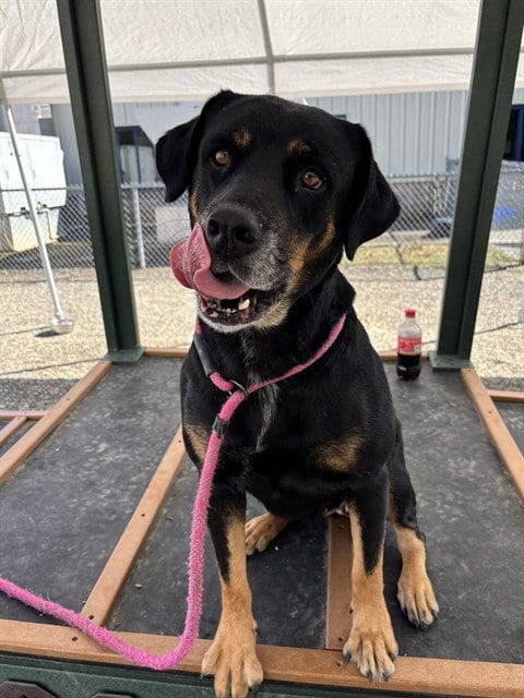 Photo of Misty, adoptable Rottweiler in Palmetto, Florida
