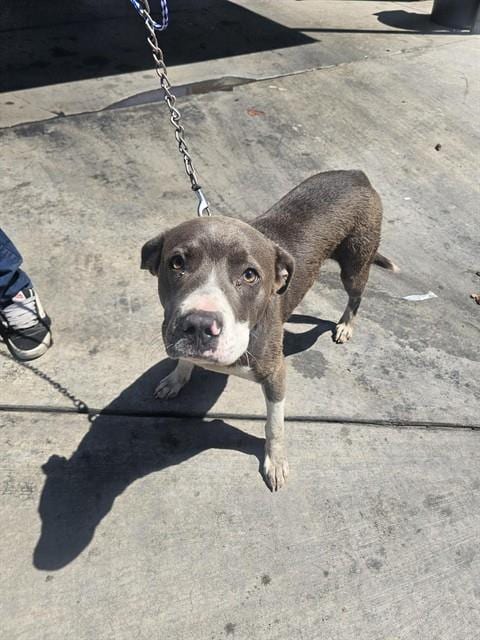 Photo of Atraus, adoptable Pit Bull Terrier in Bakersfield, California