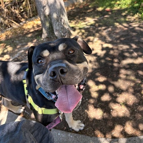Photo of Perry, adoptable Pit Bull Terrier in Alameda, California