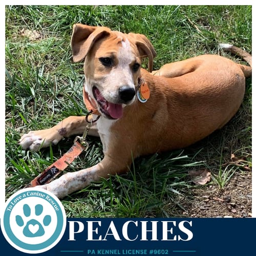 Photo of Peaches 100326, adoptable Cattle Dog in Kimberton, Pennsylvania