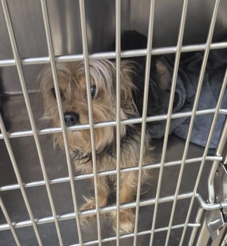 Photo of Woogie, adoptable Yorkshire Terrier Yorkie in Decatur, Illinois