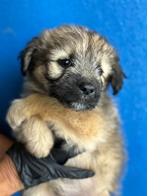 Photo of A256626, adoptable Cairn Terrier in Visalia, California