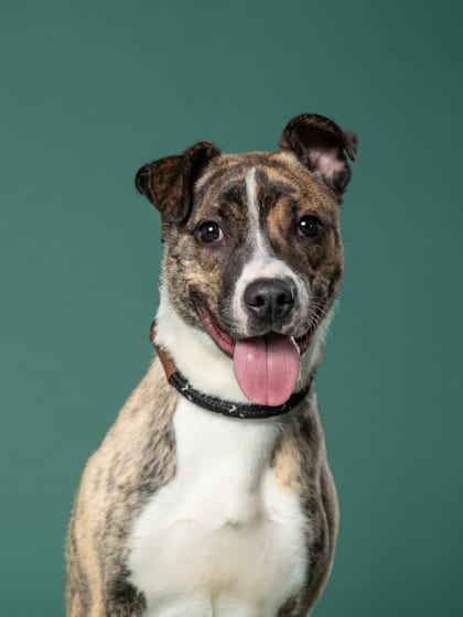 Photo of Mimo, adoptable dog in Atlanta, Georgia