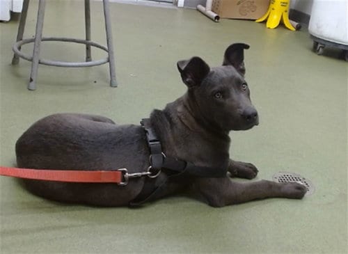 Photo of Acuera, adoptable Pit Bull Terrier in San Bernardino, California