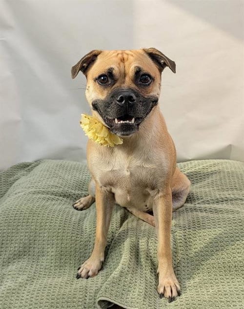 Photo of Maple, adoptable Pug in Thousand Palms, California