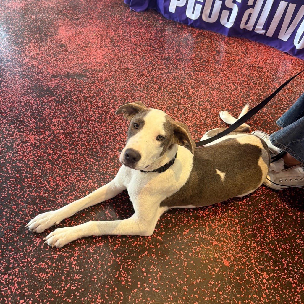 Photo of Kennett, adoptable Pointer / Mixed Breed (Medium) in San Antonio, Texas