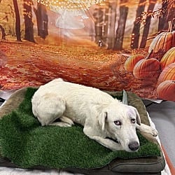 Photo of Johnny, adoptable Great Pyrenees in Porterville, California