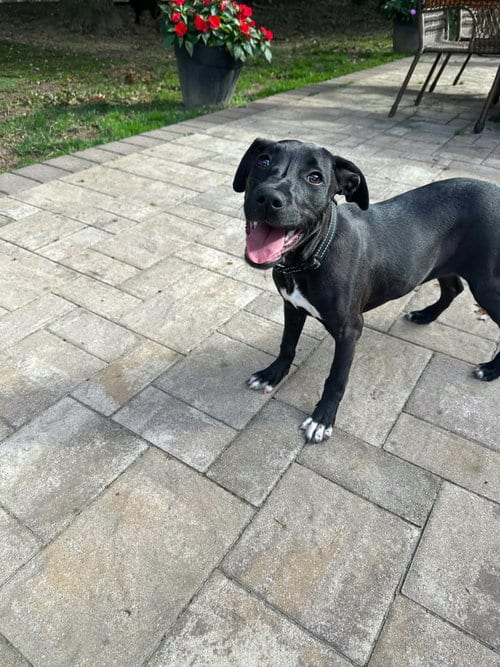 Photo of Cora, adoptable Labrador Retriever in Holbrook, New York