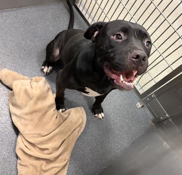Photo of Dove, adoptable Mixed Breed