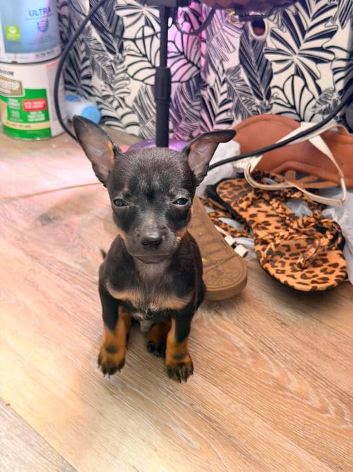 Photo of Snickers, adoptable Chihuahua in Kannapolis, North Carolina