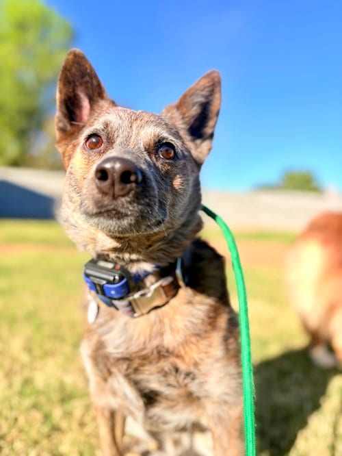 Photo of Sokka #2, adoptable Cattle Dog in Chandler, Arizona