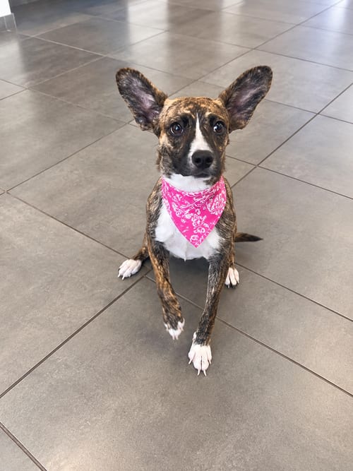 Photo of Pandora, adoptable Cardigan Welsh Corgi in Euless, Texas