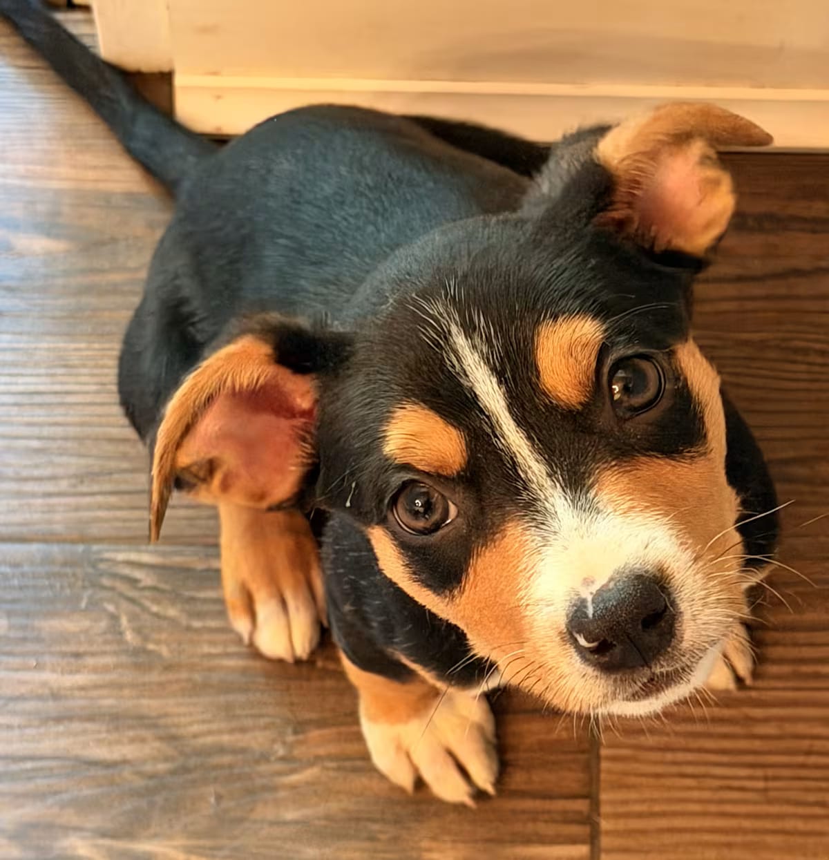 Photo of Oakley, adoptable Jack Russell Terrier in Romeoville, Illinois