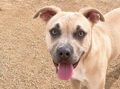 Photo of Archie, adoptable dog in Georgetown, Texas