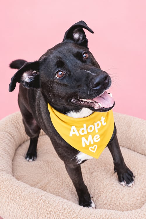 Photo of Kia Lia, adoptable German Shepherd Dog in Inglewood, California