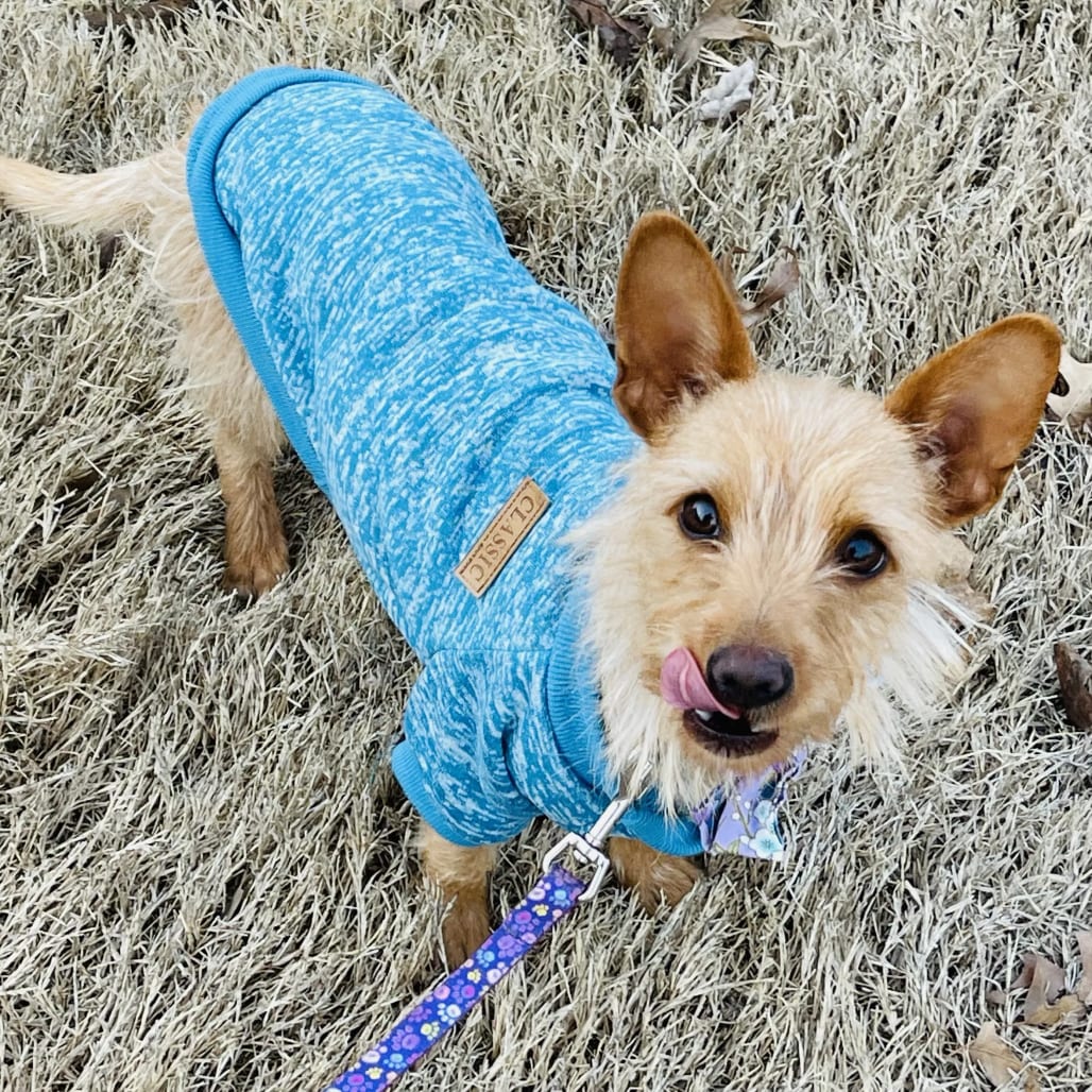 Photo of Honey, adoptable Terrier, Cairn / Mix in St. Charles, Missouri