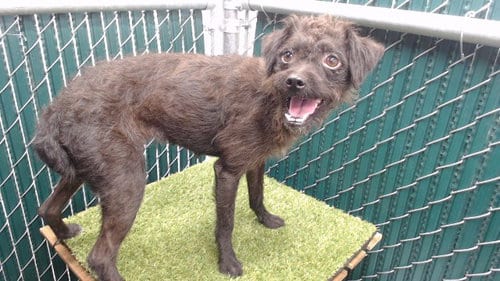 Photo of Negrita, adoptable Terrier in Downey, California